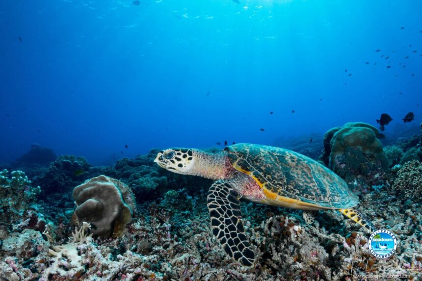 hawksbill turtle gliding over a coral reef