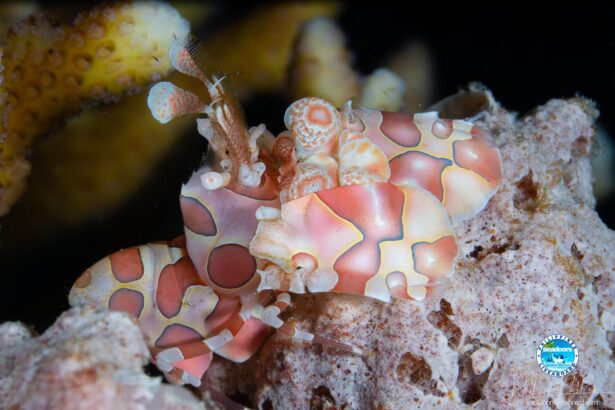 harlequin shrimp perched on coral