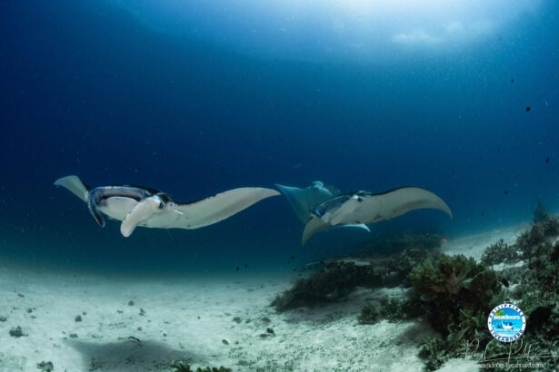 pair of manta rays gliding over a sandy seabed
