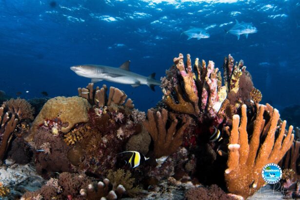 reef shark swimming past a colorful coral reef