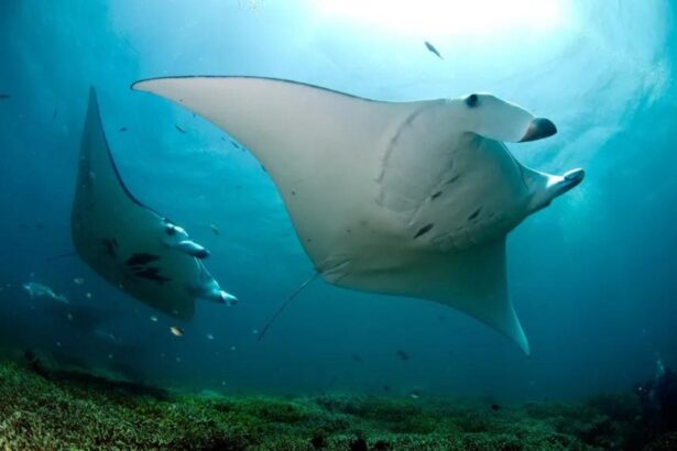 pair of manta rays swimming through blue water