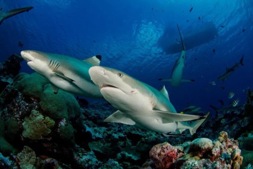 two reef sharks swimming near the surface with a boat hull above