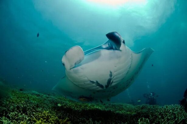 Manta ray gliding over a reef seen on a dive from the Ocean Hunter III