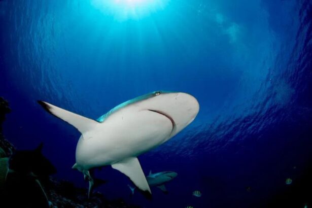 Reef shark swimming close to the camera with sunlight streaming down from the surface