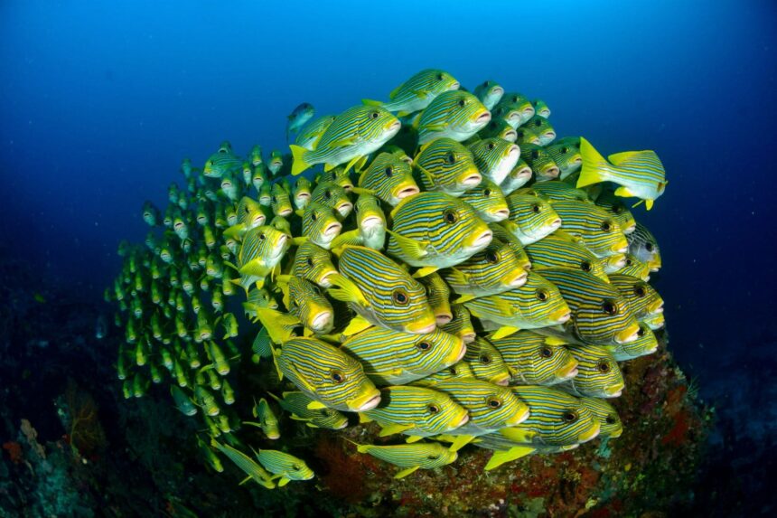 Dense school of striped sweetlips schooling together over a reef
