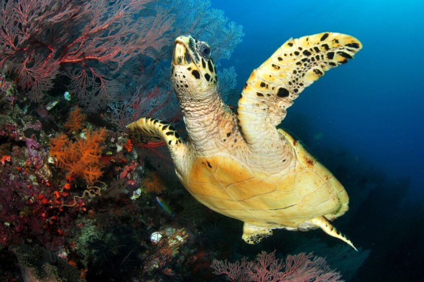 Hawksbill turtle swimming past a coral wall