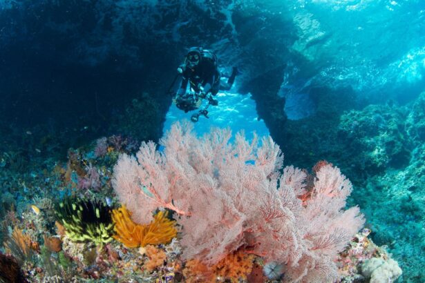 Diver hovering above a pink sea fan and coral reef on a dive from the MSY Seahorse