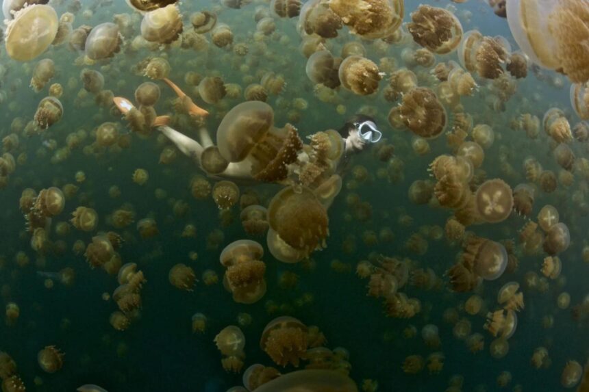 Snorkeler swimming among thousands of golden jellyfish in a marine lake