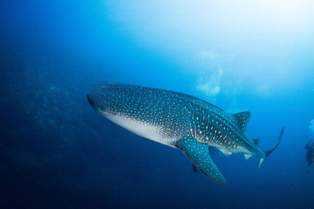 Whale shark swimming past divers in open blue water
