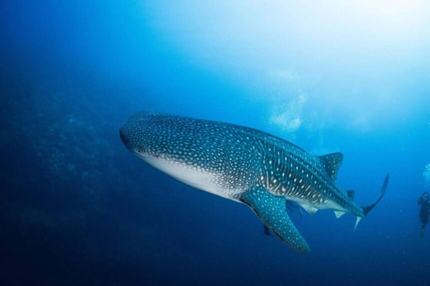 Whale shark swimming past divers in open blue water