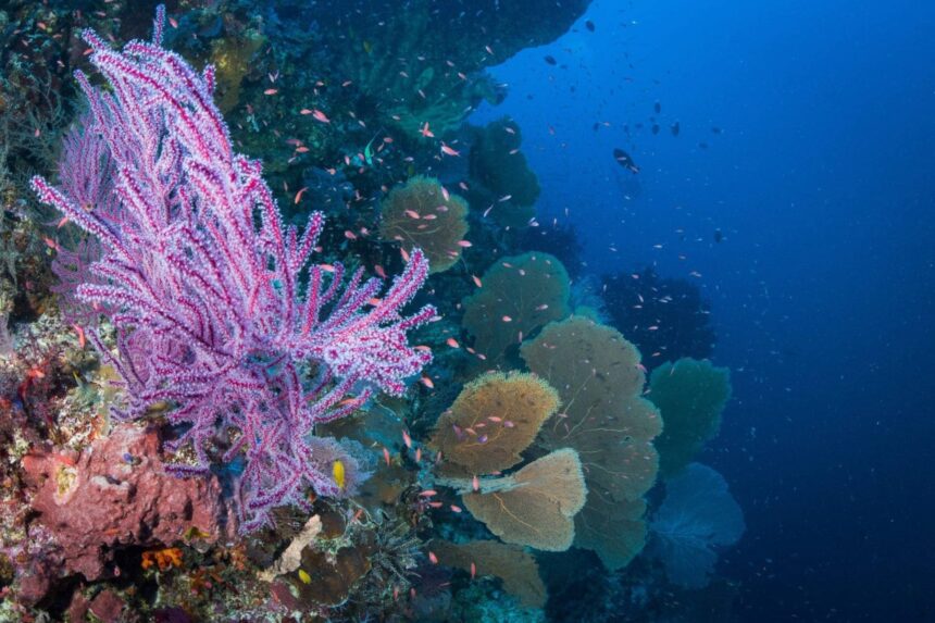 Purple soft coral and sea fans along a reef near the Solitude One's dive site