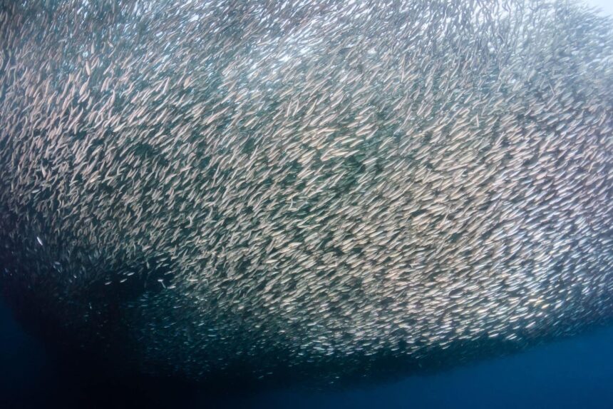 Dense school of small fish forming a swirling bait ball