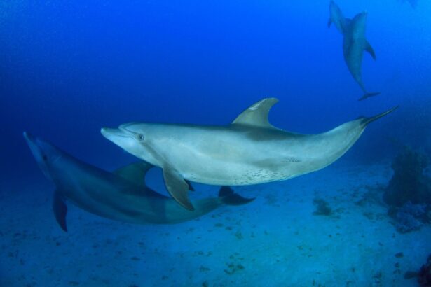 Bottlenose dolphins swimming together underwater