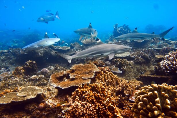 Reef sharks cruising over a coral reef