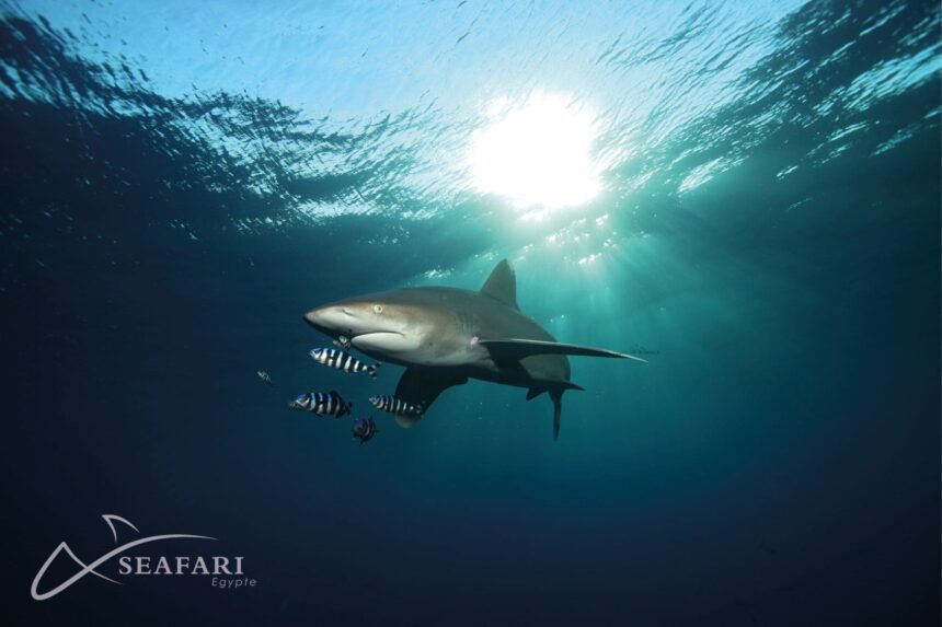 A reef shark swims beneath sunlit waves with schooling fish nearby