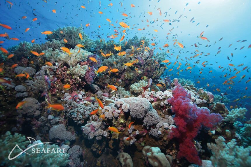 Colorful coral reef crowded with orange anthias fish