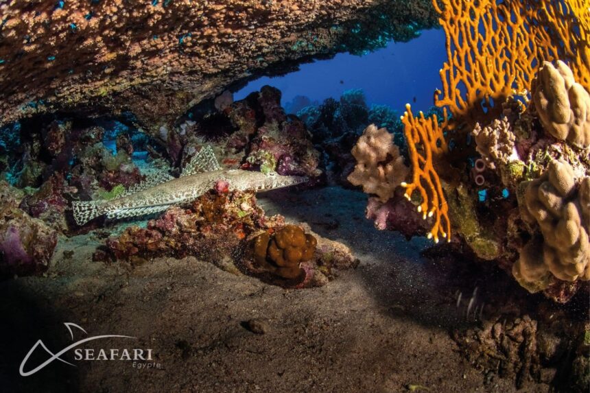 A shark resting beneath a coral ledge lined with soft coral