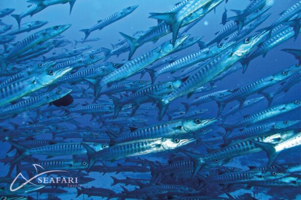 Large school of barracuda swimming together in open blue water