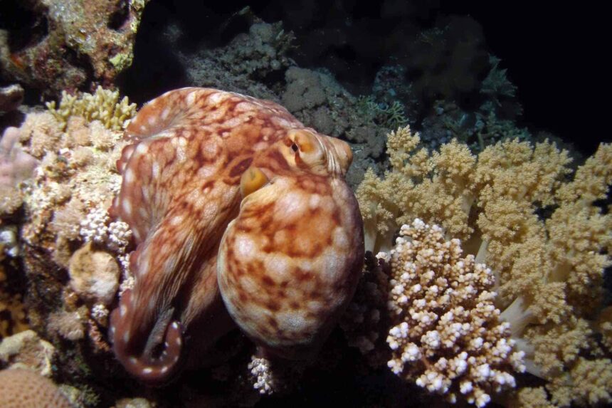 Reef octopus camouflaged among coral on a Red Sea dive