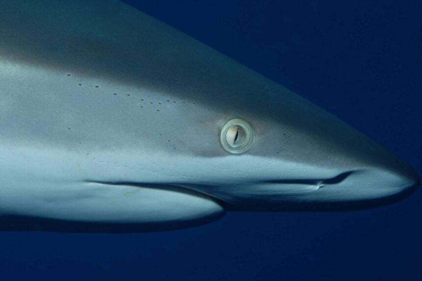 Close-up of a shark's eye and gills near the water surface
