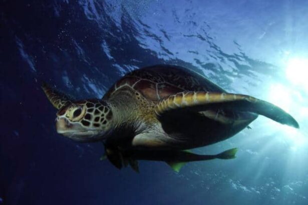 Green sea turtle swimming near the surface with sunlight above