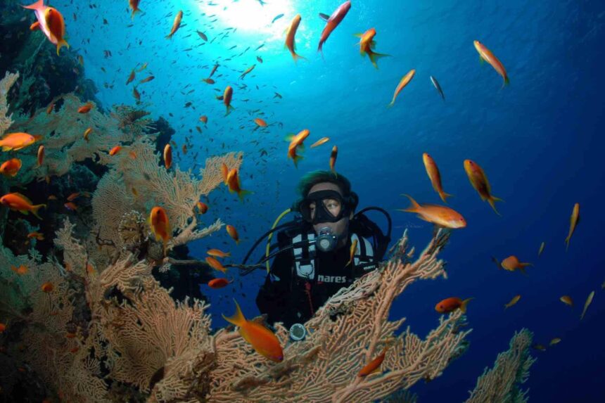 Diver surrounded by orange anthias fish over a coral reef