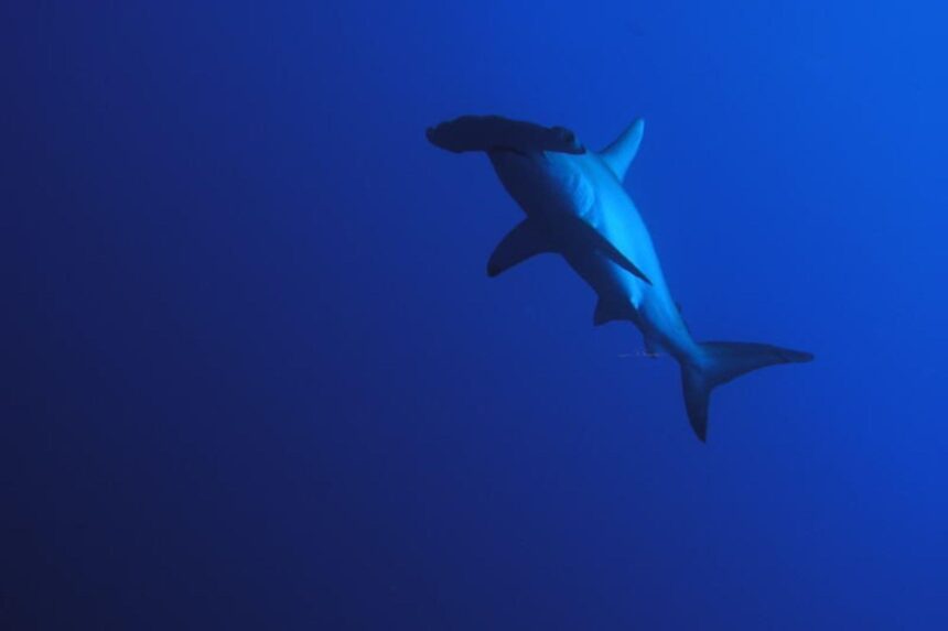 Shark silhouette swimming in deep blue water