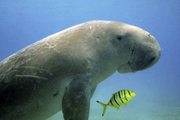 Dugong swimming close to a small yellow fish underwater