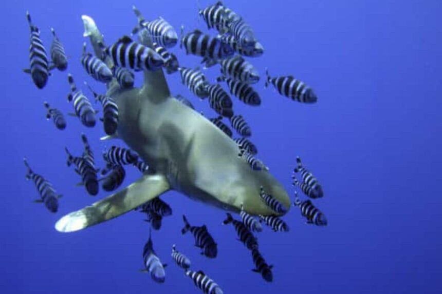 Shark trailed by a school of striped sergeant fish in open water