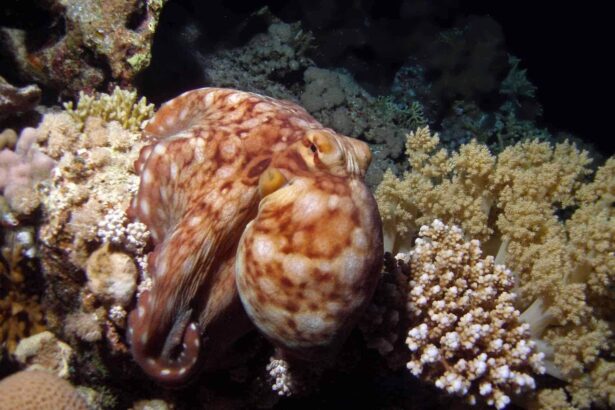 Octopus resting camouflaged among coral on the reef