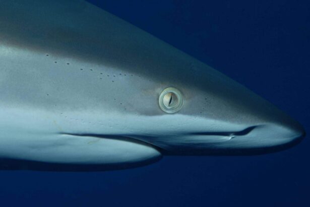 Close-up of a reef shark's eye and snout underwater