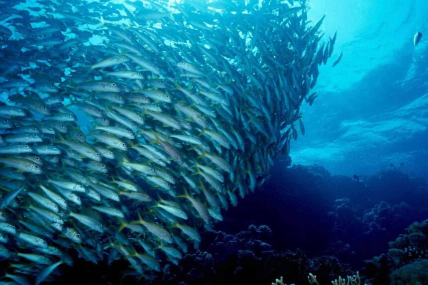 Dense school of yellow-striped fish swirling over the reef