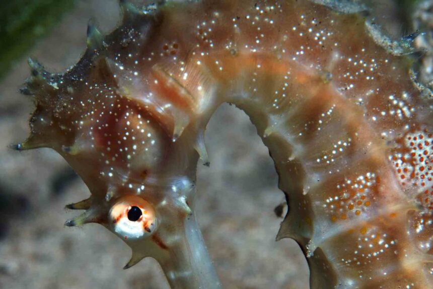 Close-up of a thorny seahorse gripping coral underwater