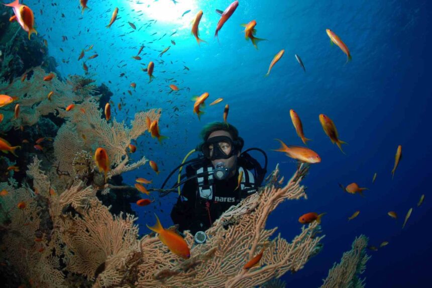 Diver surrounded by orange anthias fish over a coral reef