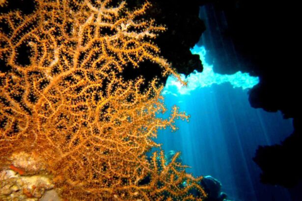 Orange soft coral fan silhouetted against sunbeams streaming through a reef opening