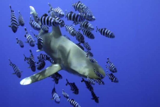 Oceanic whitetip shark surrounded by a school of pilot fish underwater