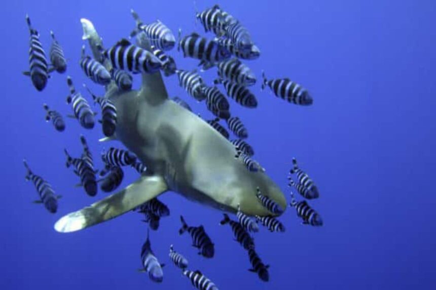 Oceanic whitetip shark swimming through a school of striped pilot fish