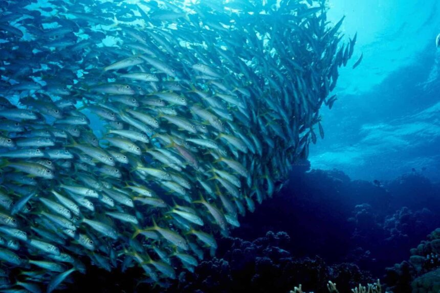 Dense school of jackfish forming a swirling wall underwater near a reef