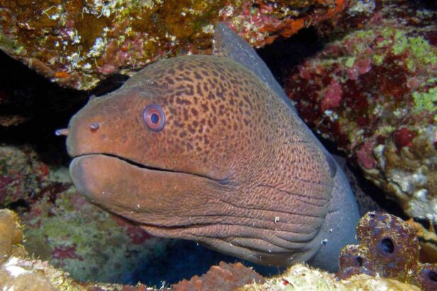 Giant moray eel peering out from a coral crevice