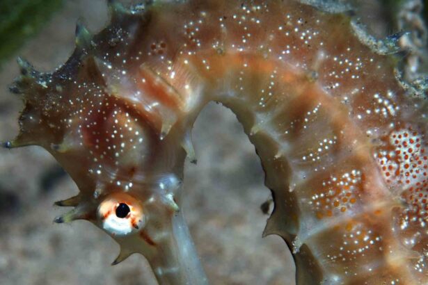 Close-up of an ornate ghost pipefish curled against the reef