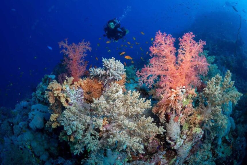 Diver swimming past clusters of pink and white soft coral on the reef