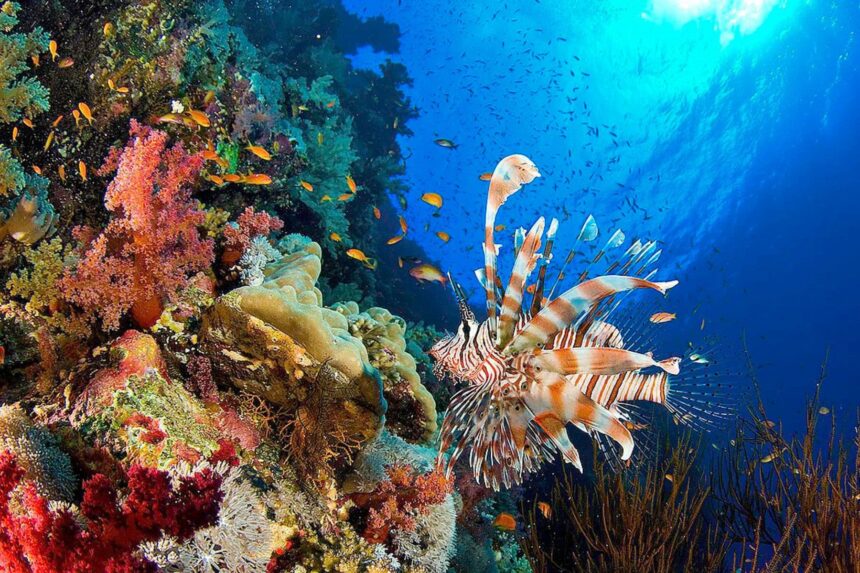 Lionfish hovering beside colorful soft coral on a Red Sea reef