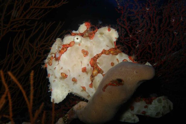 Warty frogfish camouflaged among sponges and coral on a night dive