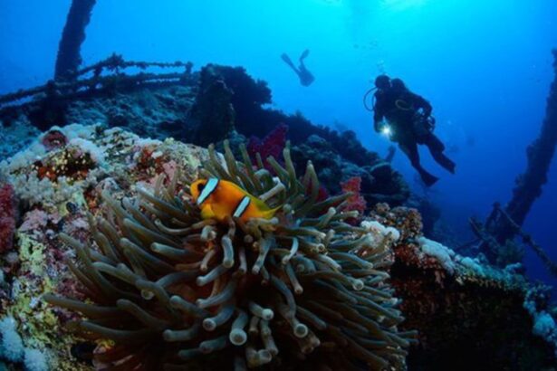 Clownfish sheltering in an anemone with divers exploring a wreck in the background