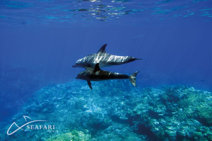 Two dolphins swimming close together over a coral reef in Egypt's Red Sea