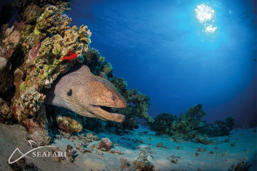 Giant moray eel peering out from a coral crevice