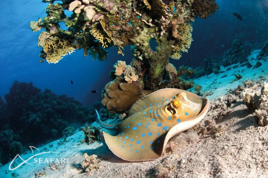 Blue-spotted ribbontail ray resting on sand beneath coral at a Red Sea dive site