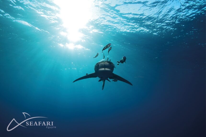Shark silhouetted against sunburst light near the surface of the Red Sea