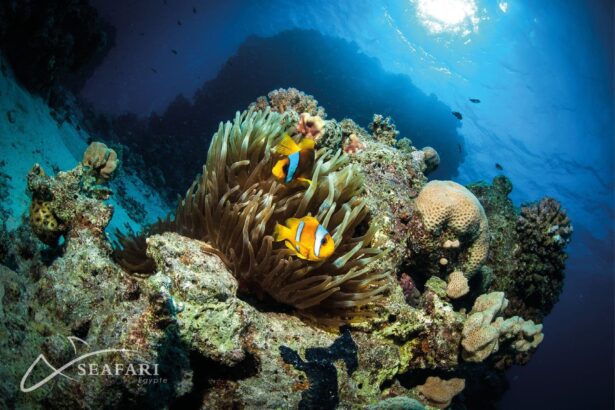 Colorful coral reef scene with anemonefish and a diver's bubbles in the background