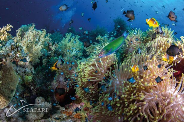 Lionfish with fanned spines hunting over a coral reef
